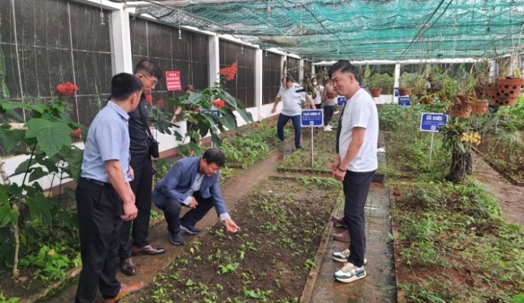 Một nơi ở Gia Lai đã trồng loại sâm Hàn Quốc, nhiều người lên xem