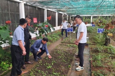 Một nơi ở Gia Lai đã trồng loại sâm Hàn Quốc, nhiều người lên xem