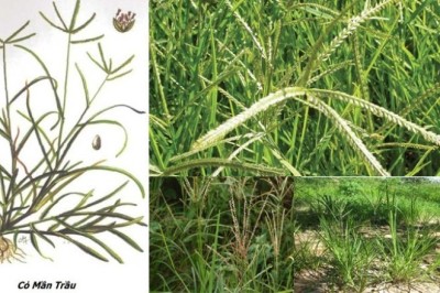 Bài thuốc quý từ cây cỏ Mần Trầu