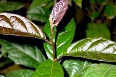 Thực hư tác dụng của 'cây ung thư': Diệt sạch tế bào ác tính, đặc biệt là u gan?