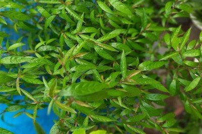 Trong miệng có các dấu hiệu này có thể cảnh báo ung thư, nha sĩ dặn có phải đi khám