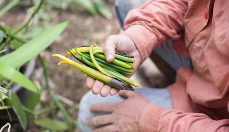 Việt Nam trồng thành công siêu hương liệu cho nhiều món ăn, giá bán lên tới 20 triệu đồng/kg