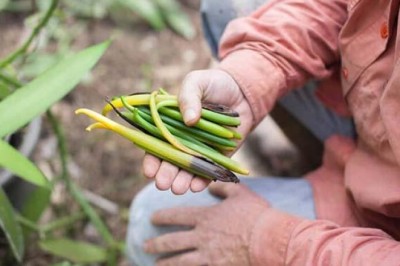 Việt Nam trồng thành công siêu hương liệu cho nhiều món ăn, giá bán lên tới 20 triệu đồng/kg