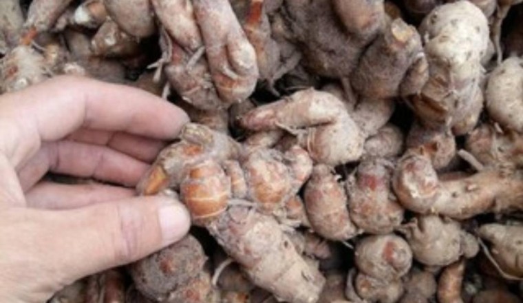 Nghiên cứu đột phá từ Nhật: Loại củ cực phổ biến ở Việt Nam có tác dụng ngăn ngừa ung thư