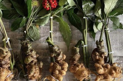 Mạo danh sâm Ngọc Linh, sâm Trung Quốc có tồn dư thuốc trừ sâu, thuốc kích thích  vượt ngưỡng