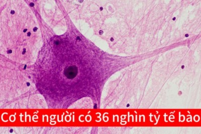 Nghiên cứu mới nhất chỉ ra Cơ thể con người có 36 nghìn tỷ tế bào