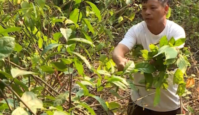Người giữ gìn nghề thuốc nam của dân tộc Nùng tại Đắk Nông