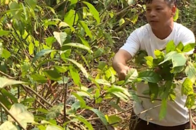 Người giữ gìn nghề thuốc nam của dân tộc Nùng tại Đắk Nông
