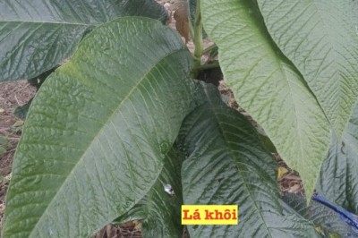 Lá khôi cây dược liệu có giá trị y tế và kinh tế cao