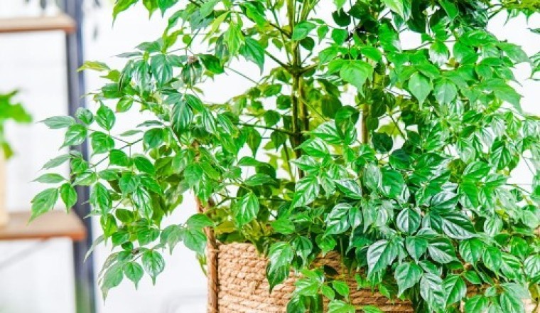 Cây hạnh phúc ý nghĩa theo phong thủy