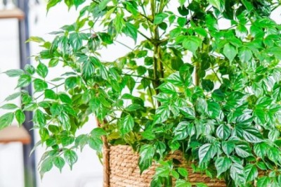 Cây hạnh phúc ý nghĩa theo phong thủy