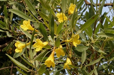 CÂY CHUÔNG VÀNG có ý nghĩa gì trong PHONG THUỶ cây phù hợp với ai hãy cùng tìm hiểu thông tin này