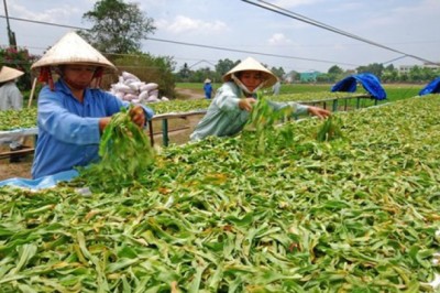 Bộ Y tế đang lấy ý kiến dự thảo Thông tư về hướng dẫn phương pháp chế biến dược liệu