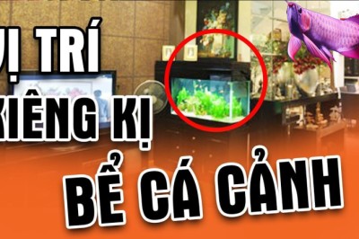 5 vị trí đại kỵ không đặt bể cá cảnh: Gia chủ lục đục, tài sản ngày càng khánh kiệt