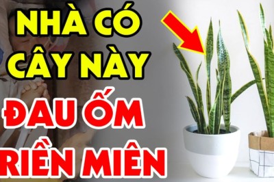 Tuổi này đại kỵ với cây Lưỡi Hổ: Trồng 1 cây cũng đủ tổn phúc, tiền của không cánh mà bay