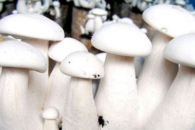 Nấm Hoàng đế phù hợp trồng ở vùng hạn nóng