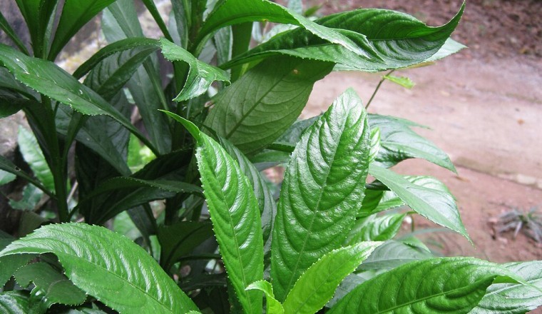 Cây Xương sông, xang sông, hoạt lộc thảo, rau húng ăn gỏi (Blumea lanceolaria) tác dụng chữa bệnh