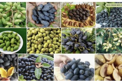 Cách dùng Quả Trám chữa Ho
