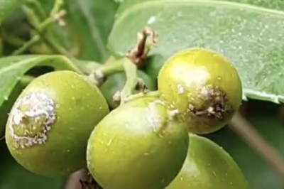 Tác dụng của quả XẠ ĐEN và những bài thuốc chữa bệnh ít người biết