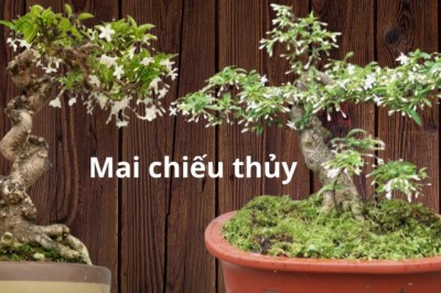 Mai chiếu thủy có ý nghĩa gì những tuổi gì trồng cây hợp