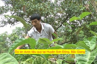 Huyện Sơn Động triển khai Dự án đầu tư hỗ trợ phát triển vùng trồng dược liệu quý