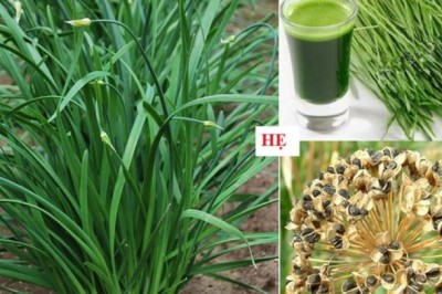 Cây rau hẹ, cửu thái, nén tàu, hom xe lép có tên khoa học là Allium odorum L., thuộc họ hành Liliaceae.