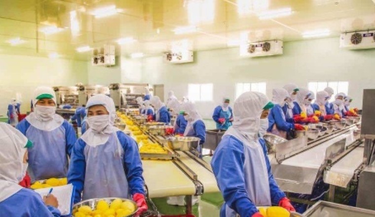 Doanh nghiệp cần làm gì để đạt chứng nhận Halal để xuất khẩu hàng hoá sang các nước Hồi giáo