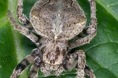 Nhện còn gọi Vị thuốc Bích Tiền (bọc trứng nhện (bích tiền khỏa mạc) và tác dụng chữa bệnh