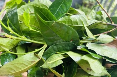Cách dùng Lá Trà Xanh trị bệnh