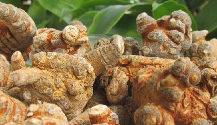 Cách dùng dược liệu, vị thuốc tam thất làm đẹp da