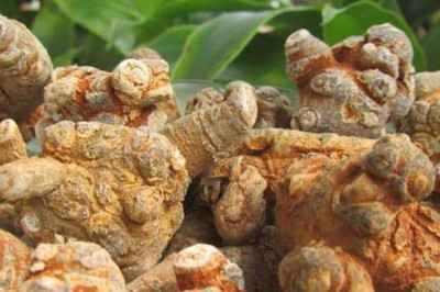 Cách dùng dược liệu, vị thuốc tam thất làm đẹp da