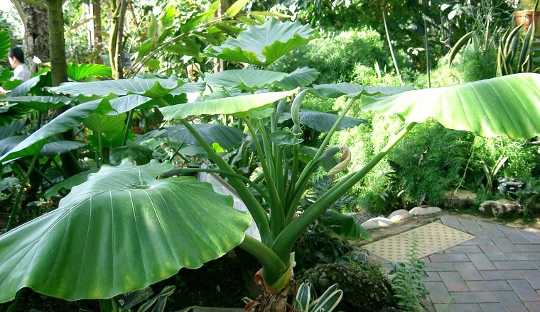 Cây rái, củ rái, Dọc mùng, Rái dại, ráy bắc bộ, ráy bạc hà, dã vu, ráy nằm, Môn bạc hà có tên khoa học Alocasia odora (Roxb.) C. Koch