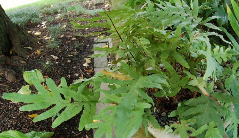 Tác dụng Cây dương xỉ, rau dớn, thái quyết (Phlebodium aureum, Polypodium lencotonos)
