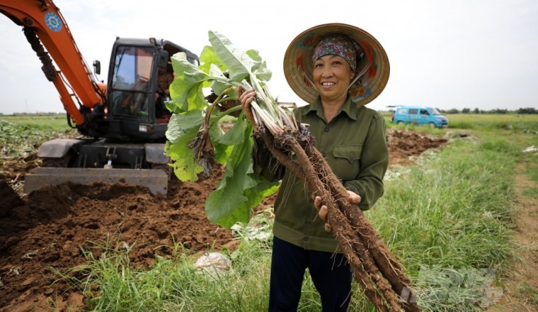 Loại rễ cây được ví như 'máy thanh lọc máu' và phòng ngừa ung thư