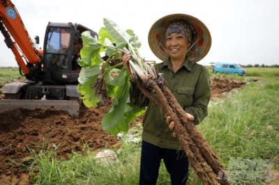Loại rễ cây được ví như 'máy thanh lọc máu' và phòng ngừa ung thư