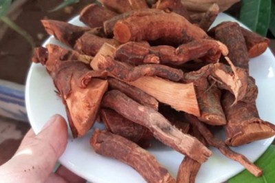 Triệu chứng ngộ độc đáng sợ do uống nước cây Mú Từn: La hét, hoảng loạn, nói nhảm, đập phá...