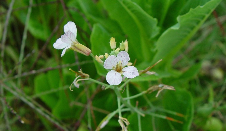 Tác dụng của Củ cải đen (Raphanus sativus var. niger)