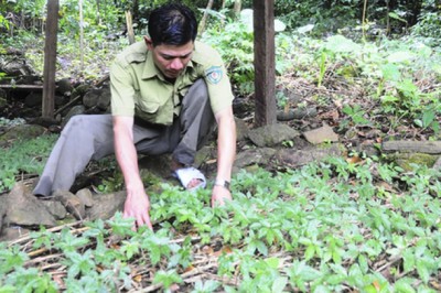Hướng đi cho ngành dược liệu hiện tại