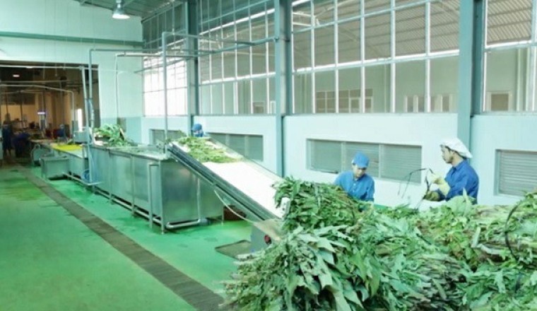 Hàng năm tổng số dược liệu được sử dụng trong ngành Y tế nước ta khoảng 100.000 tấn, tổng giá trị thị trường trên 400 triệu USD