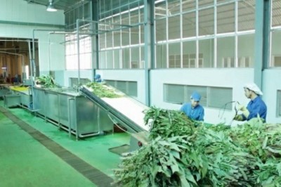 Hàng năm tổng số dược liệu được sử dụng trong ngành Y tế nước ta khoảng 100.000 tấn, tổng giá trị thị trường trên 400 triệu USD