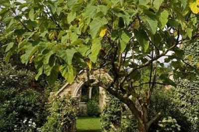 Loài cây bí ấn sản xuất lượng oxy cao gấp 3-4 lần so với bất kỳ loài cây nào khác