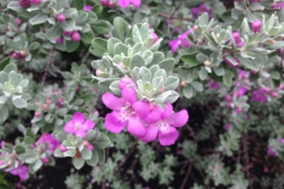 Trồng cây tuyết sơn phi hồng có ý nghĩa gì?