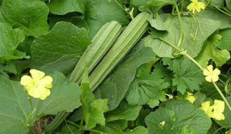 Tìm hiểu công dụng và tác dụng của cây Mướp Khía hay còn gọi Mướp Tàu (Luffa acutangula (L.) Roxb, Momordica acutangula L)
