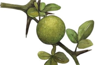 Chỉ thực, chỉ xác, xuyên chỉ thực, xuyên chỉ xác vị thuốc chữa bệnh đường tiêu hóa