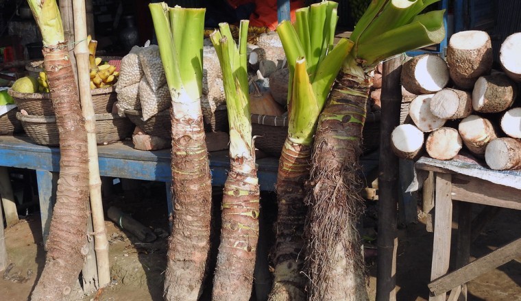 Cây ráy dại hay còn gọi là dã vu (Alocasia odora K. Koch) tìm hiểu tác dụng chữa bệnh