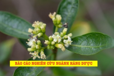 BÁO CÁO NGHIÊN CỨU NGÀNH HÀNG DƯỢC LIỆU