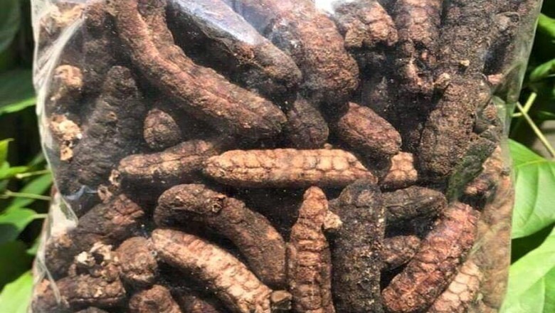 Tác dụng của RƯỢU ngâm quả CHUỐI HỘT