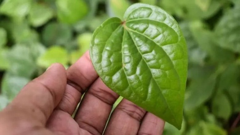 Cây Trầu Không: Phát hiện thêm những tác dụng chữa bệnh của lá trầu không