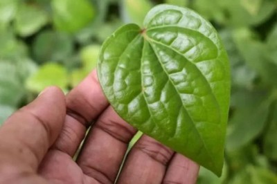 Cây Trầu Không: Phát hiện thêm những tác dụng chữa bệnh của lá trầu không