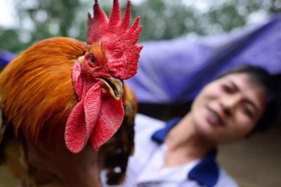 Tại sao mâm cúng Giao thừa bắt buộc phải có gà, mà thường là gà trống thiến?